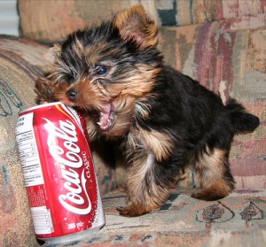 puppy and a can of coke
